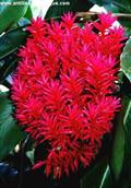 Jacobinia carnta